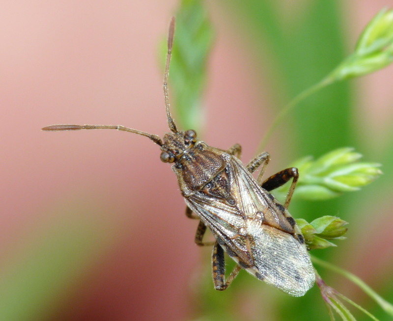Rhopalidae: Stictopleurus subtomentosus